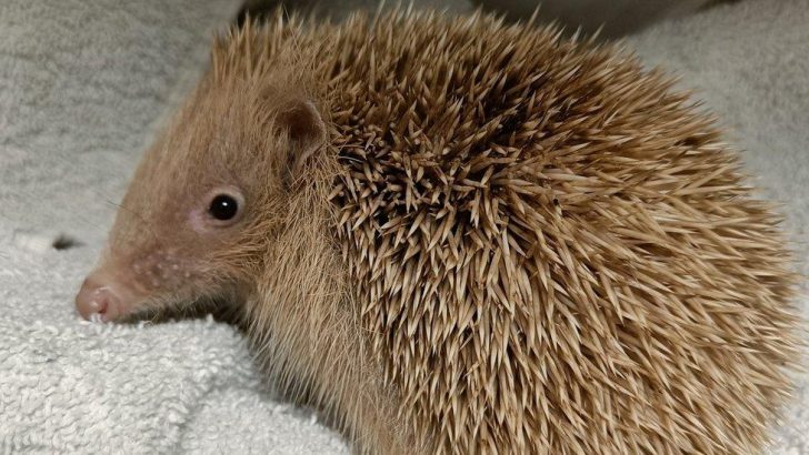 soft-furred hedgehog